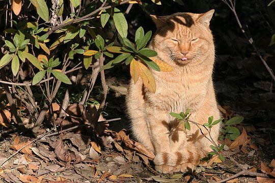 東京のねこ