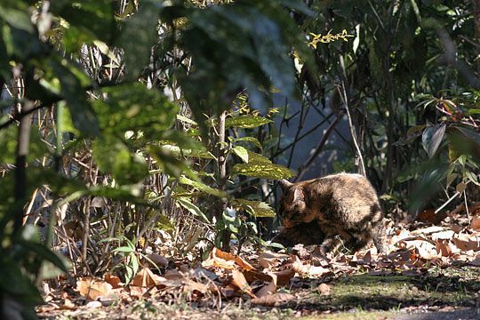 東京のねこ