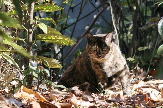 東京のねこ