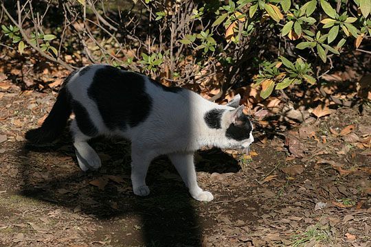 東京のねこ