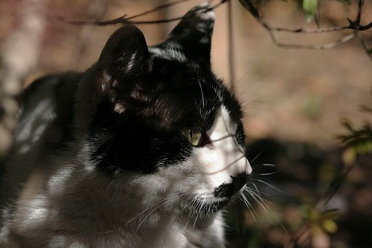 東京のねこ