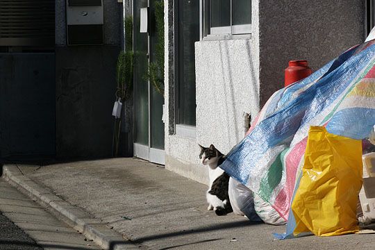 東京のねこ