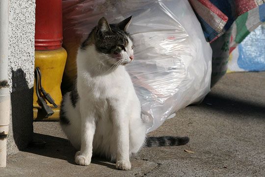 東京のねこ