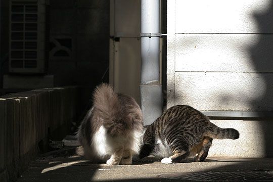 東京のねこ