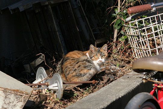 東京のねこ