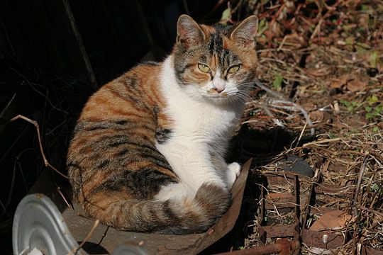 東京のねこ