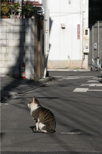 東京のねこ