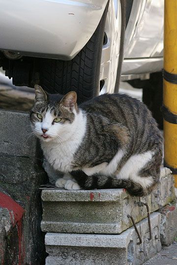 東京のねこ