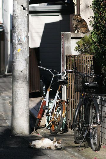 東京のねこ