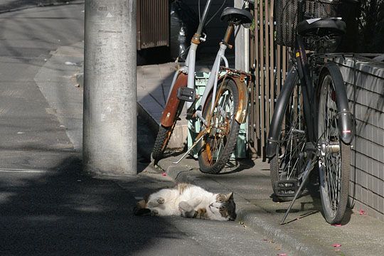 東京のねこ