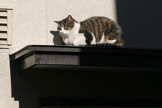 東京のねこ