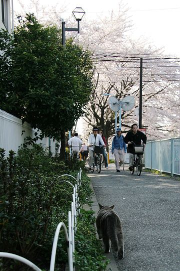 街のねこたち