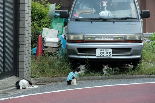 街のねこたち