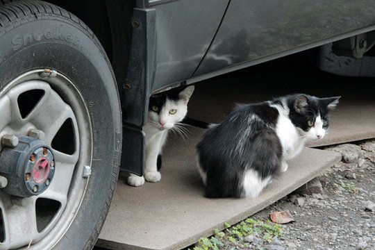 街のねこたち
