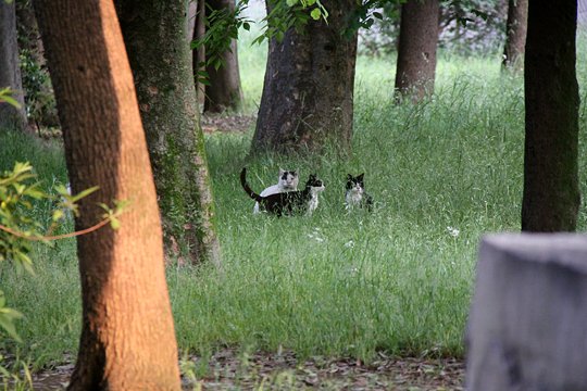 街のねこたち