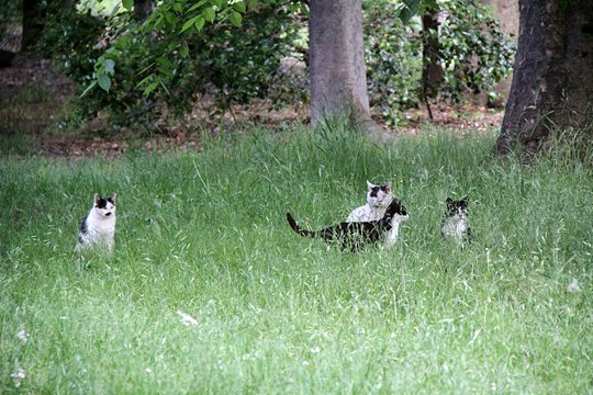 街のねこたち