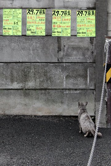 街のねこたち