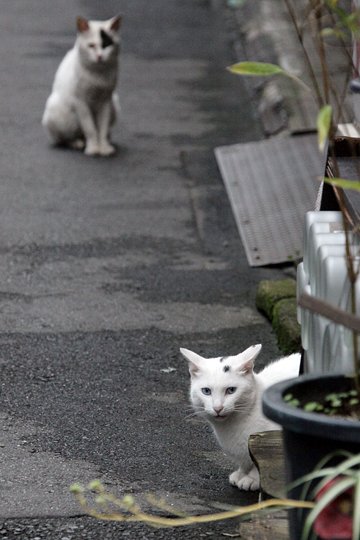 街のねこたち