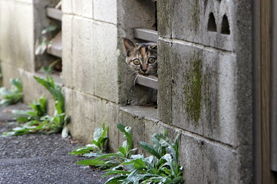 街のねこたち