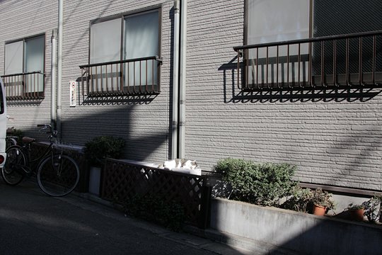 街のねこたち