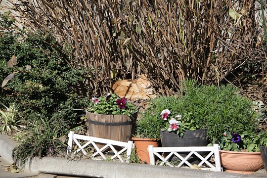 街のねこたち