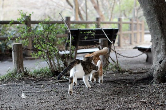 街のねこたち