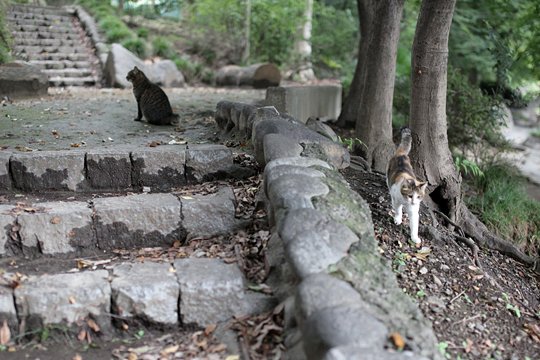 街のねこたち