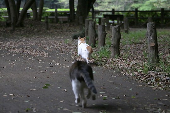 街のねこたち