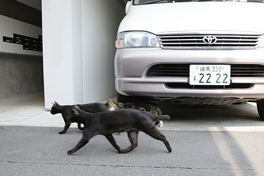 街のねこたち