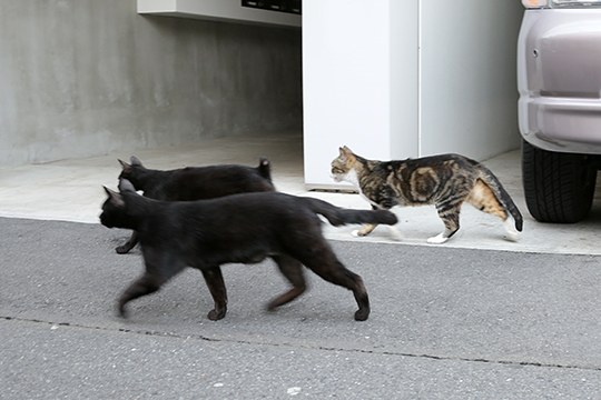 街のねこたち