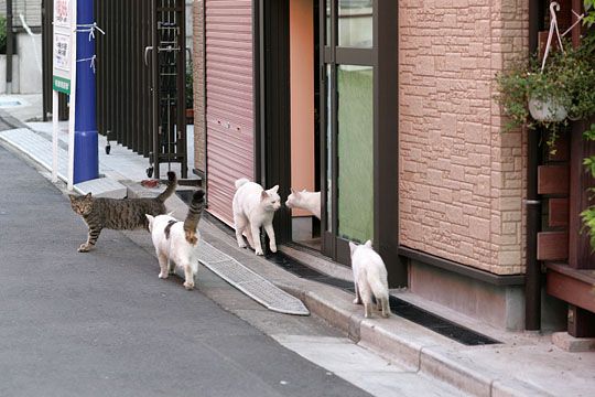 街のねこたち