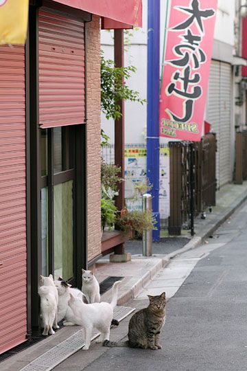 街のねこたち