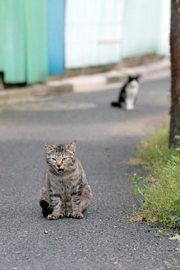 街のねこたち