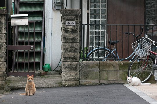 街のねこたち