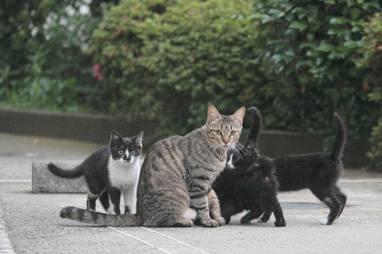 街のねこたち