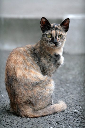 街のねこたち