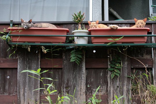 街のねこたち