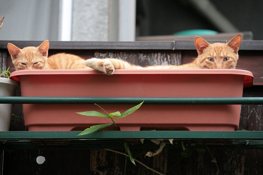 街のねこたち