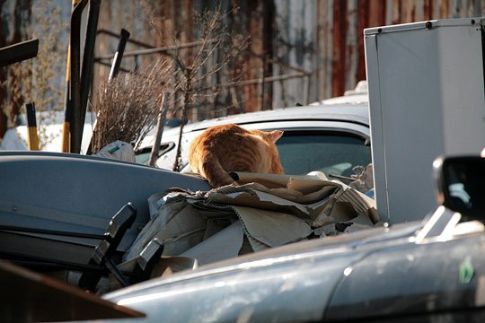 街のねこたち