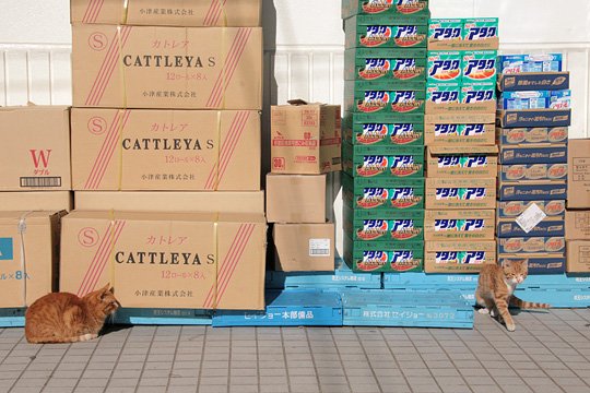 街のねこたち