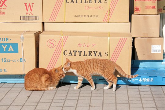 街のねこたち