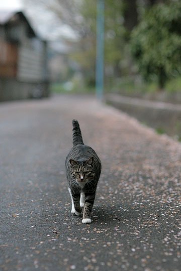 街のねこたち