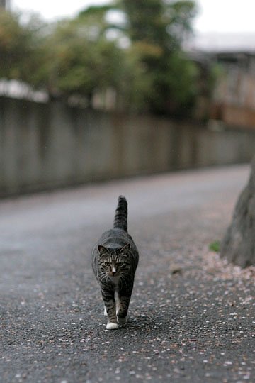 街のねこたち