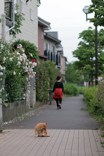 街のねこたち