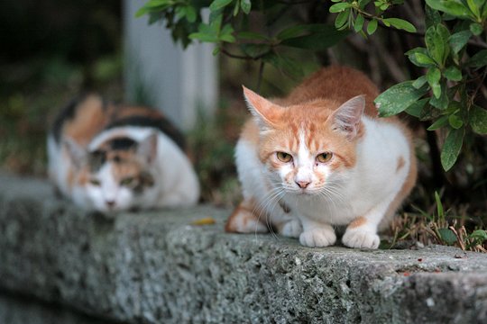 街のねこたち