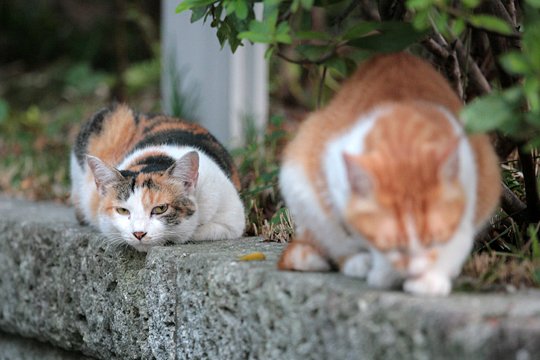 街のねこたち