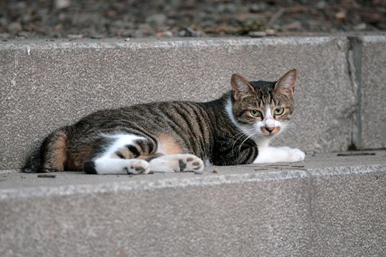街のねこたち
