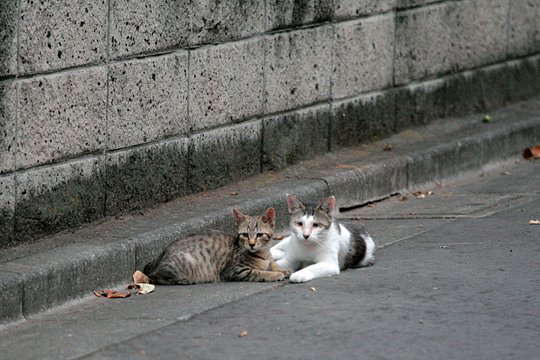 街のねこたち