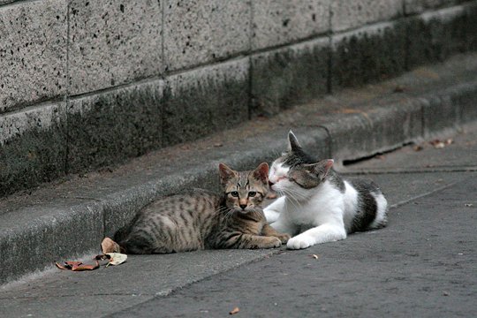 街のねこたち
