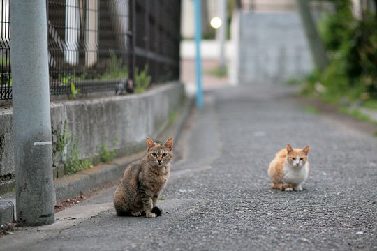 街のねこたち